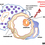 Mast Cell Activation Disorder (MCAD), Chronic Illness, and its Role in Methylation